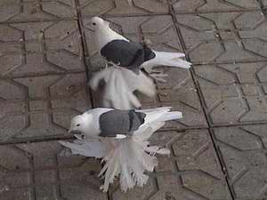 иранские бойные голуби
